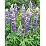 宿根ルピナス：ペレニス3号ポット 3株セット[ワイルドルピナス]