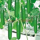 100 pcs big cucumber seeds rare NO-GMO delicious cucumber fruit and vegetable seeds for home garden 