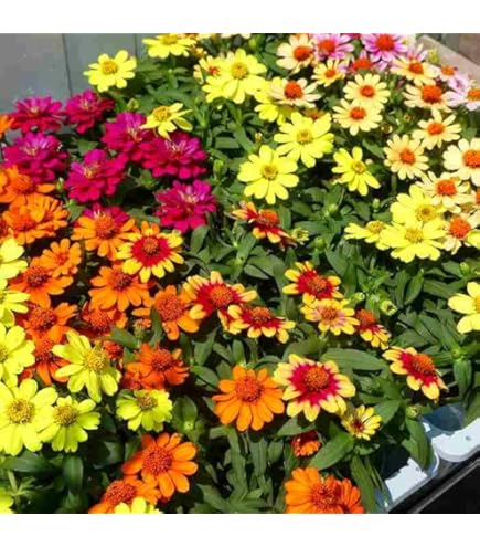 ジニア・百日草 ちびっこ苗 いちごミルクカラー 晩秋までお花が咲きます♪ 百日草（ジニア）の上手な育て方・栽培方法 | タキイネット通販