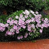 50PCS/lot 24 colours beautiful clematis seeds, clematis climbing plants seeds, bonsai flower for hom