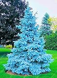 100 tree seeds rare Evergreen Colorado blue spruce seeds PICEA PUNGENS GLAUCA good for growing in po