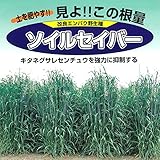 [2アール分 春、秋まき タネ]牧草種子：エン麦 ソイルセイバーオーツ 1kg＊ ノーブランド品
