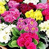 国華園　ケース花苗 プリムラ八重咲ミックス(無選別) 48株【※発送が国華園からの場合のみ正規品です】