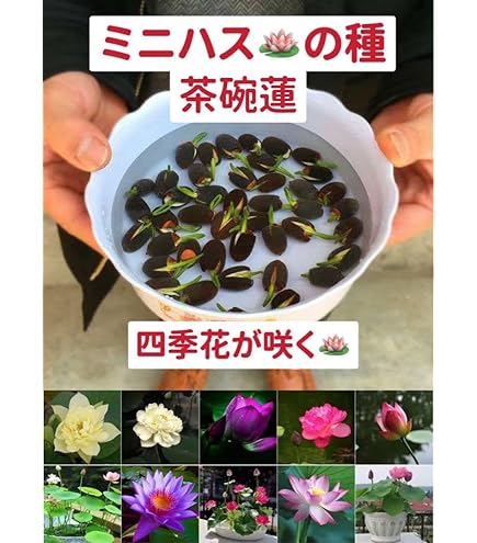 Amazon.co.jp: ハスの種10粒 蓮の種 発芽処理済み : DIY・工具