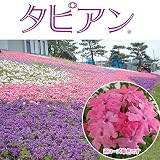 宿根バーベナ：タピアンローズ3号ポット 6株セット[雑草防止に！] ノーブランド品
