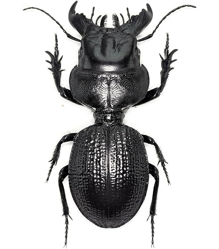 Amazon.co.jp: 涅槃 ゴーリーオバケクロツヤムシ フィギュア 甲虫目