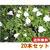 【ノーブランド品】サギゴケ・シロバナサギゴケ/9cmポット【20本セット】