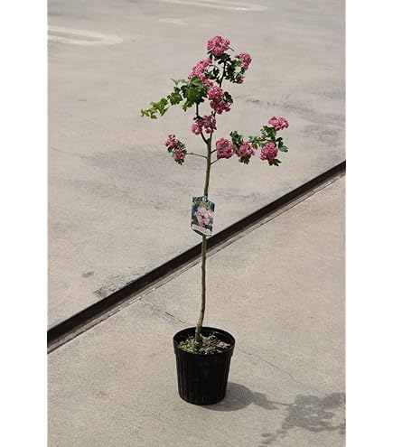 Amazon｜紅花サンザシ 盆栽 樹高63cm。 幹が美しく、古木感がます