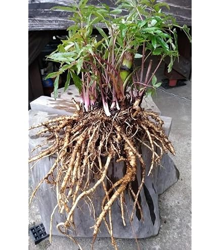 大和当帰の種⭐農薬不使用⭐漢方 Amazon.co.jp: 大和当帰の種農薬不使用漢方 : DIY・工具・ガーデン
