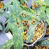 【山野草】黄散斑有馬馬の鈴草（ウマノスズクサ）