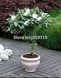 10/BAG Cape Jasmine Seeds,(Gardenia jasminoides) fragrant Exotic Shrub - open pollinate rare beautif
