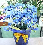 光触媒 胡蝶蘭 【造花】 ミディ５本立て ブルー（青） 【ＣＴ触媒加工】 胡蝶蘭ギフト お昼
