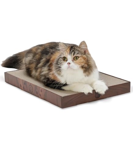 Amazon.co.jp: リサラーソン 丸まった猫 小さな動物園 シリーズ 1955年