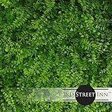人工Hedge – アウトドア人工植物 – Great Boxwood and Ivy Substitute – サウンドDiffuserプライバシーフェンスHedge – トピアリーGardenia