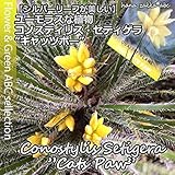 【半耐寒性の美しいシルバーリーフ】コノスティリス・セティゲラ ジョーイ・キャッツポー 5号鉢