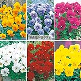 タキイ種苗(Takii Shubyo) 花タネセット FTT404SET