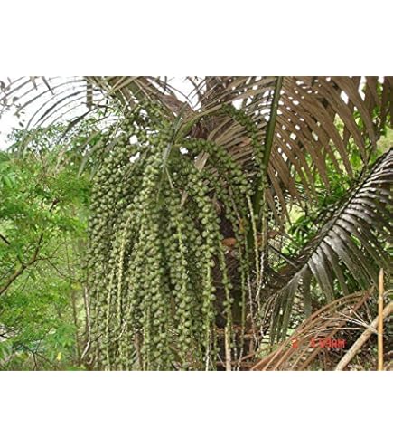 Amazon.co.jp: 【種子】Archontophoenix Cunninghamiana