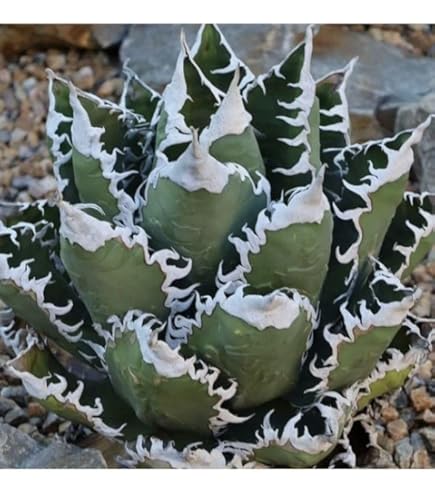 Amazon.co.jp: HL-162 アガベ チタノタ Griffin グリフィン超 種