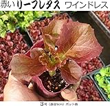 レタス 苗 ワインドレス 5ポットセット 赤いリーフレタス