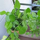 コブミカン（バイマックル） 3号ポット 2株セット[トムヤンクンなどタイ料理に！]