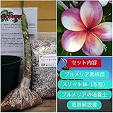 【希少なハイブリッド種】プルメリアのベアルート発根苗 ‘P13' 栽培セット【スリット鉢・プルメリア専用培養土・栽培説明書つき】