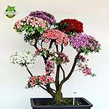 100 Pcs/bag Bonsai Mountain Azalea - Rhododendron simsii Satsuki Mixed Color Flower DIY Home & Garde