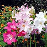 国華園　夏植え球根 ホンアマリリス(ベラドンナリリー) ミックス (無選別) 2球【※発送が国華園からの場合のみ正規品です】