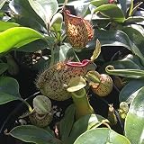 食虫植物：ネペンテス　ホワイトビューティー4号ロングポット[小さめの捕虫葉をもつ珍しい品種] ノーブランド品