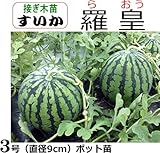 接ぎ木 スイカ 苗 羅皇 らおう 西瓜 1ポット