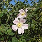 ドッグローズ（ロサ カニナ）　3号ポット2株セット ノーブランド品