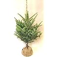 モミの木 本物のクリスマスツリー【樅の木150センチ】