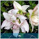 2本アマリリス盆栽球根バルバドスユリバルコニーフラワーヒッペパスト球根水耕栽培根鉢植え花4