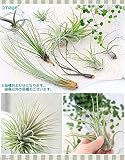(観葉)エアープランツ(品種おまかせ)(1株) 本州・四国限定[生体]