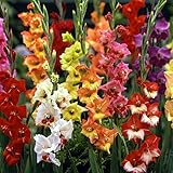 グラジオラス2色咲き：混合8球入り 3袋セット[初夏の花壇を華やかに][春植え球根] ノーブランド品