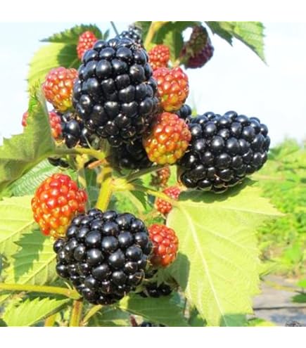 Amazon | ブラックベリー ソーンフリー 2年生苗 | 果物