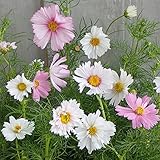 コスモス：カップケーキ花色ミックス3.5号ポット 4株セット[ユニークな花型のコスモス] ノーブランド品