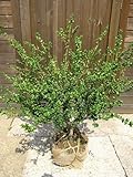 マメイヌツゲ(マメツゲ) 樹高50cm前後 トピアリー・生垣などに！