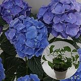 あじさい苗　【セルリアンブルー苗木】　5号鉢　あじさい　アジサイ　紫陽花　花鉢植え　花