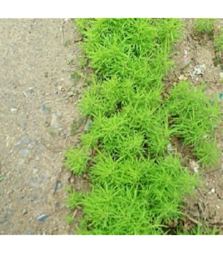 Amazon.co.jp: コキア 箒草 抜き苗 10株 : DIY・工具・ガーデン