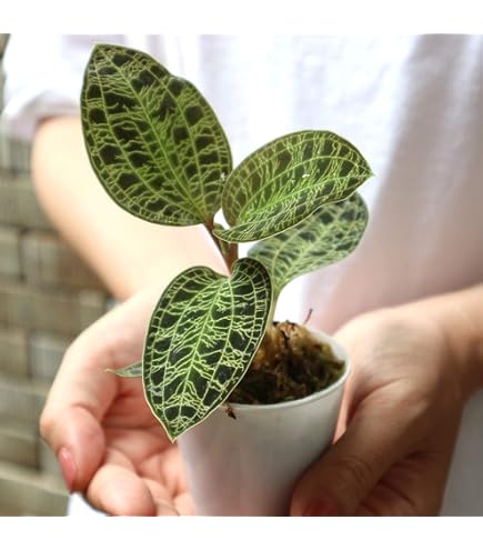 Amazon.co.jp: aloifolia ユッカアロイフォリア バリエガータ 千寿蘭