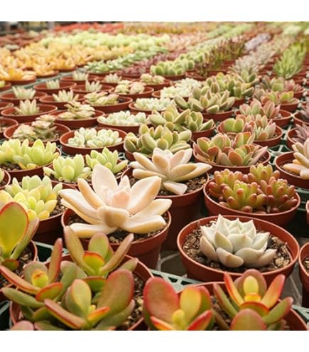 Amazon｜ドロソフィルム ルシタニクム 7.5cmスリット植え 2株｜観葉