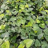 ヘデラ：ハートヘデラ3号ポット6株セット ノーブランド品