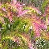 Promotion 100 Pieces/Pack Foxtail Barley Ornamental Grass Seeds (Hordeum jubatum),Rare Garden flower