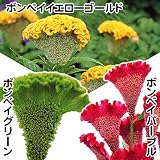 【メール便配送】　国華園　花たね ケイトウ ケイトウ ボンベイＡセット 3種3袋【※発送が国華園からの場合のみ正規品です】