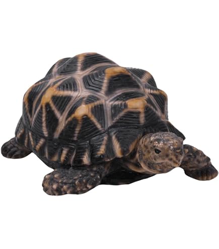 Amazon.co.jp: 動物惑星第3弾 ホウシャガメ ケヅメリクガメ 亀