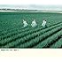 Negicco 2011~2017 -BEST- 2(初回限定盤)