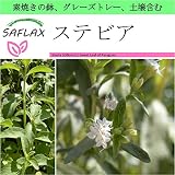 SAFLAX - Garden to Go - ステビア - 100 個の種。- 素焼きの鉢、グレーズトレー、鉢植え用土壌、肥料を含みます - Stevia rebaudiana