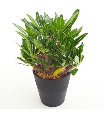 Amazon｜【現品限り】ドルステニア・ギガス ブラータ 挿し木 発根済み