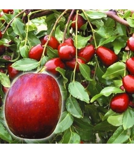 Amazon.co.jp: ナツメの苗木 1年生苗 12-13.5cmポット苗 なつめ : DIY