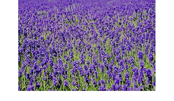 Amazon ラベンダー 食用 Lavandula Angustifolia コモンラベンダー 50g 自然栽培 無農薬 無施肥 国産 スパイス ドライ ハーブ ティー ポプリ 安曇野エコ ハーブティー 通販